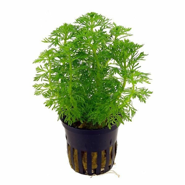 Tropica Limnophila sessiliflora Live Aquatic Plant Pot