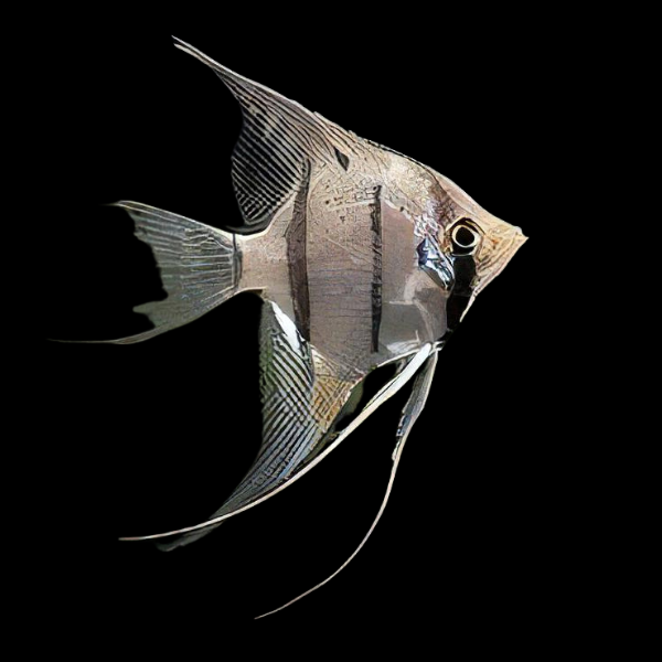 Long Nosed Angelfish Scalare Pterophyllum Dumerilii 5cm
