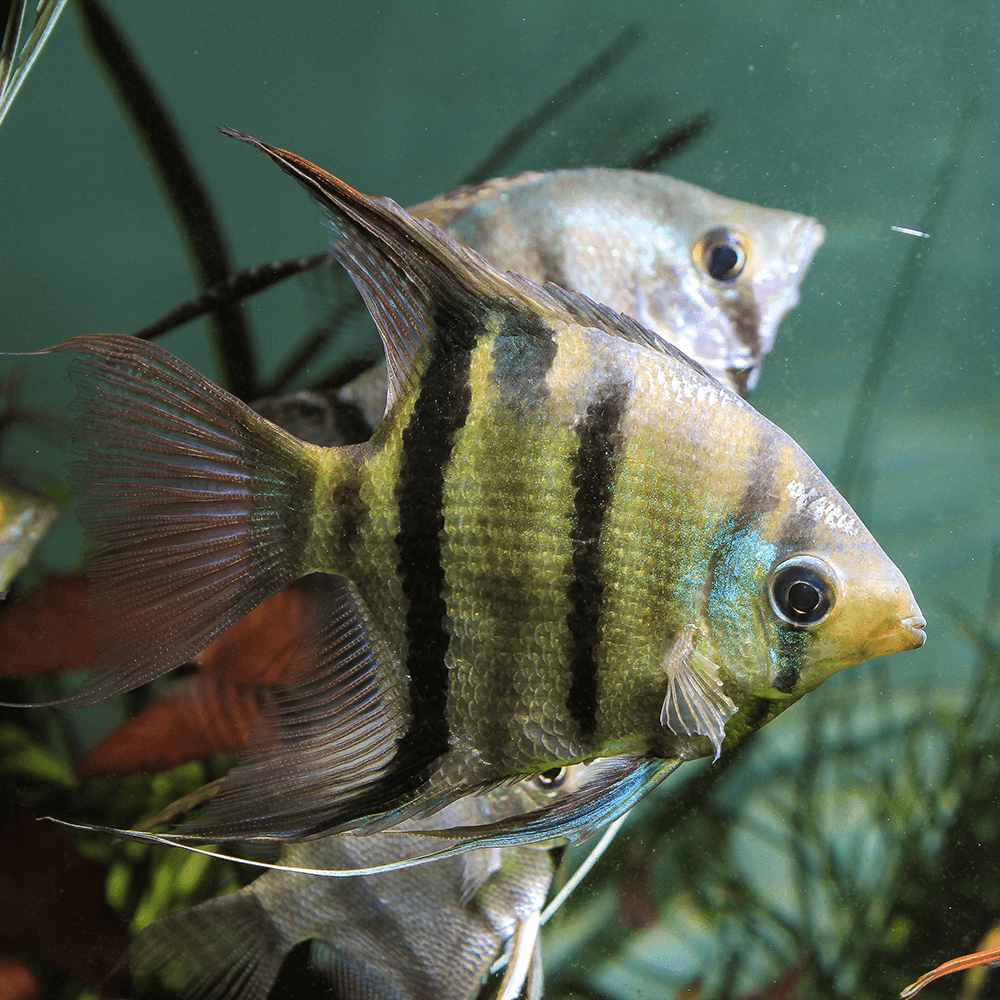 Long Nosed Angelfish Scalare Pterophyllum Dumerilii