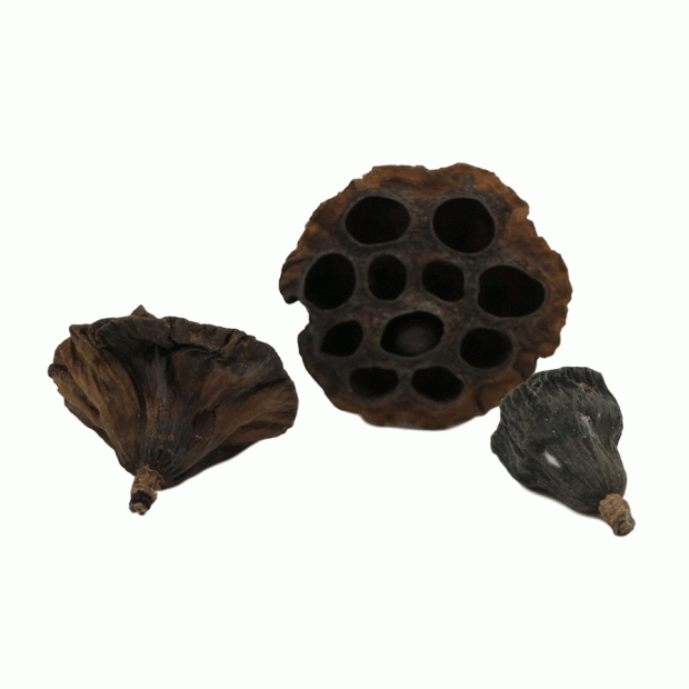 Betta Choice Lotus Pods