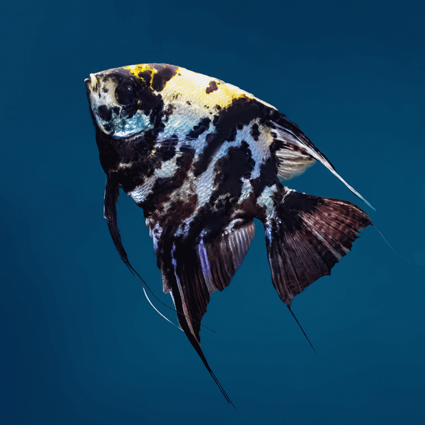 <em>Online stock may not be available for in-store collection.</em>