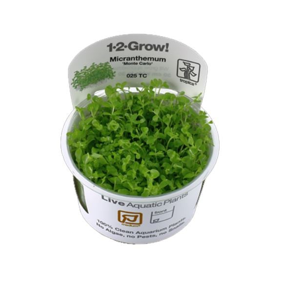 Tropica Micranthemum 'Monte Carlo' 1-2-Grow!
