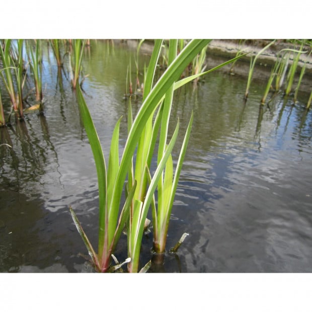Swell UK Acorus calamus variegatus