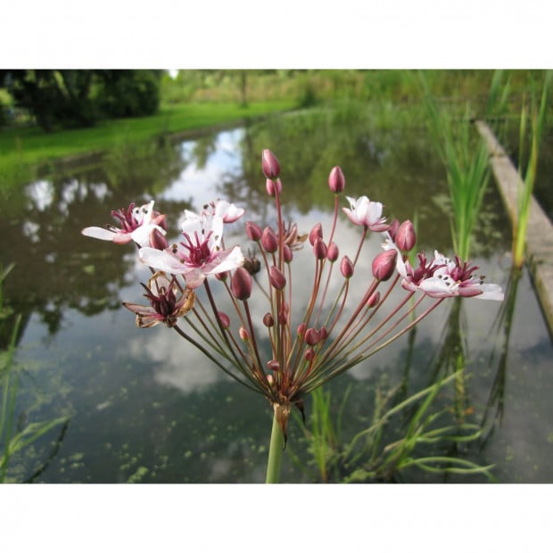 Swell UK Butomus umbellatus