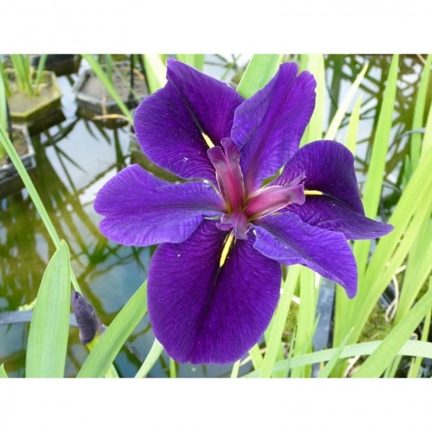 Swell UK Iris louisiana 'Black Gamecock'