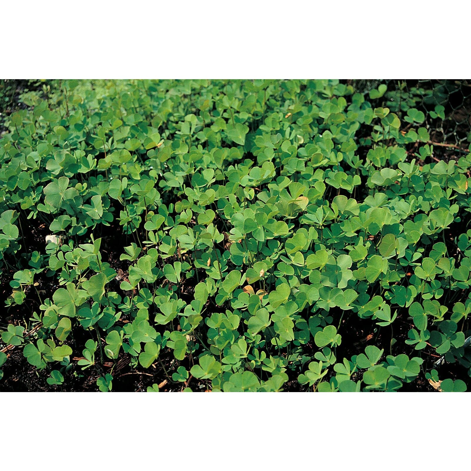 Swell UK Marsilea quadrifolia
