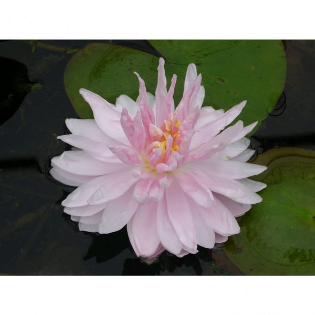 Swell UK N. Gloire Temple-sur-Lot