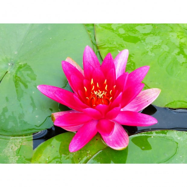 Swell N. James Brydon