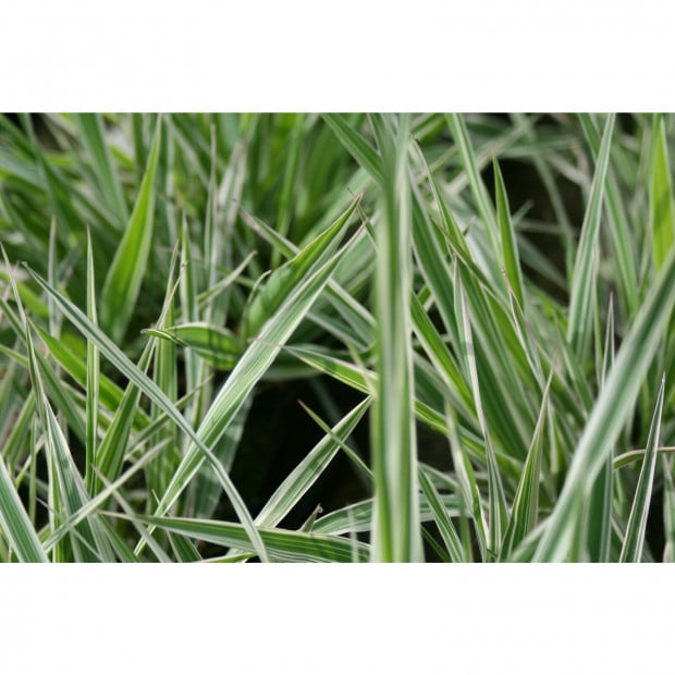 Swell UK Phalaris arun var picta