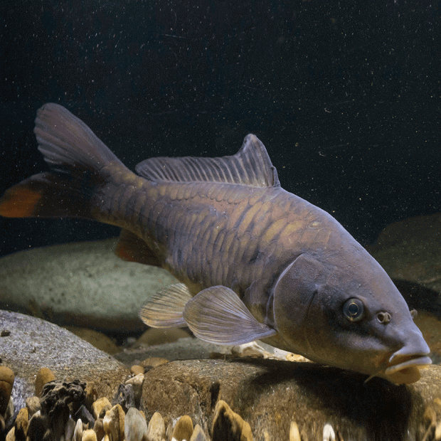 <em>Images for illustration purposes only. Exact colours, patterns, and size may vary between individuals.</em>