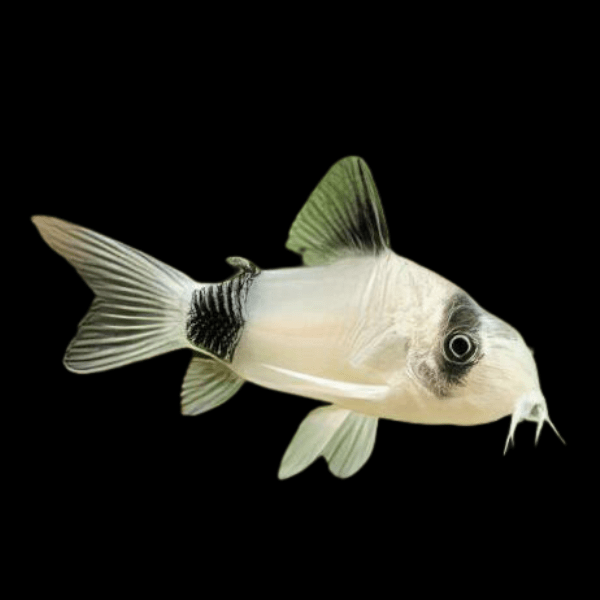 <em>Online stock may not be available for in-store collection.</em>