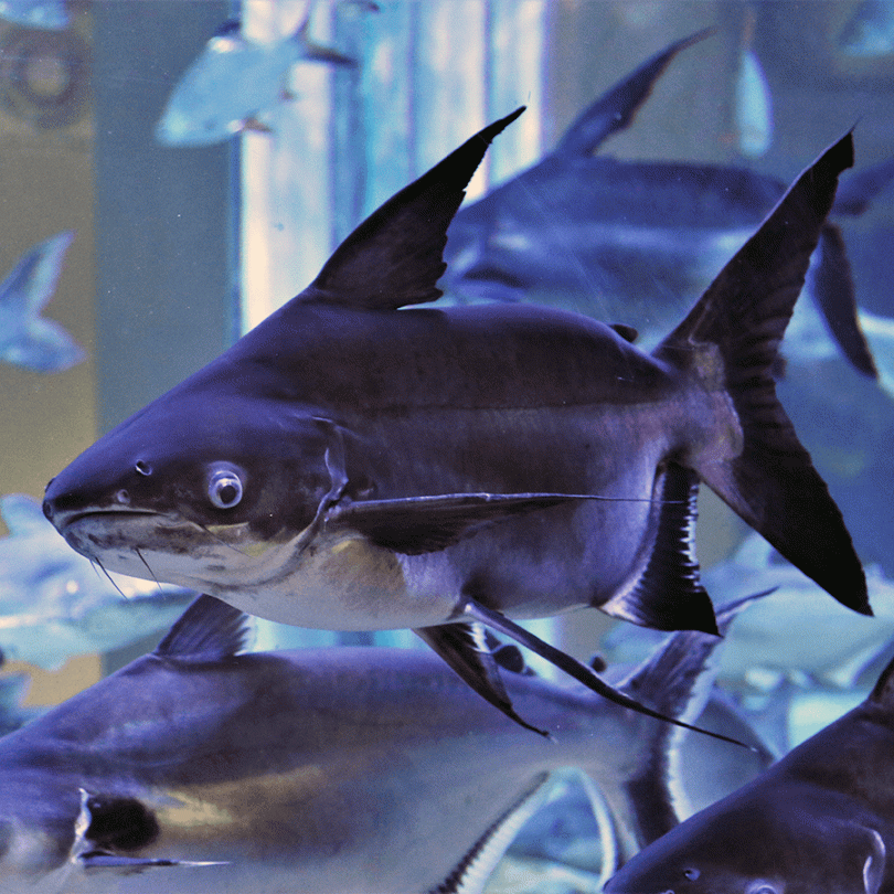 Paroon Shark Catfish