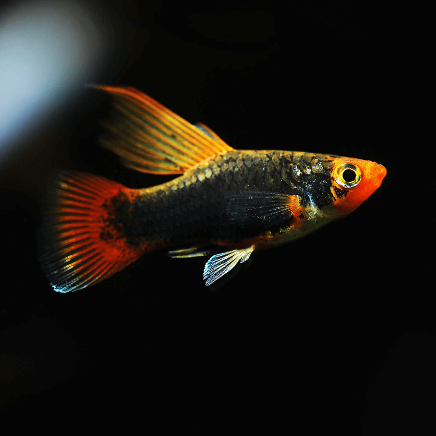 <em>Online stock may not be available for in-store collection.</em>