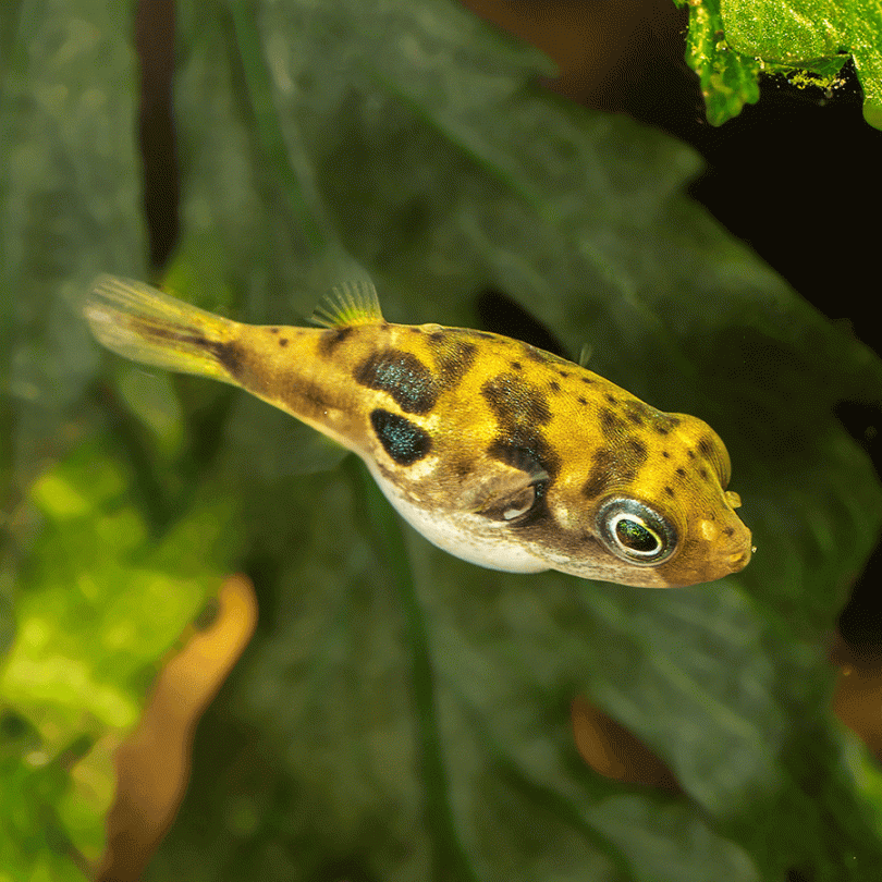 Pea Pufferfish Tropical Fish For Sale - Main Image