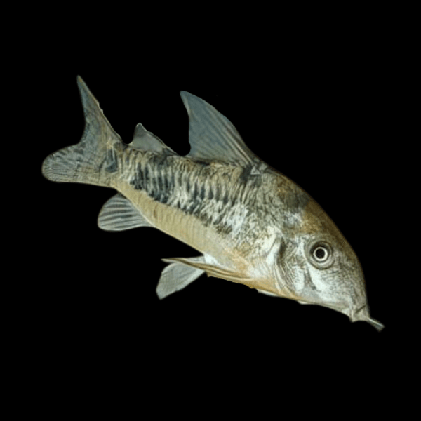 <em>Online stock may not be available for in-store collection.</em>