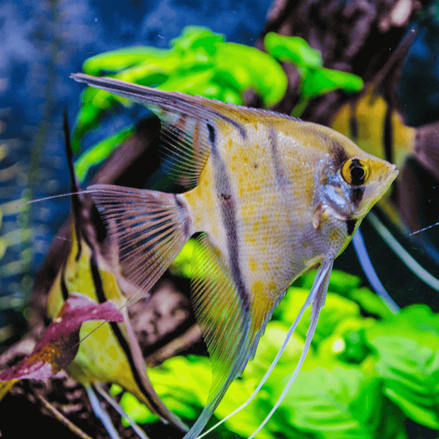 Peruvian Altum Angelfish