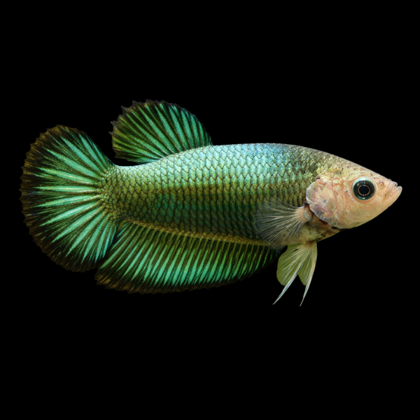 Plakat Betta 3cm - Betta splendens
