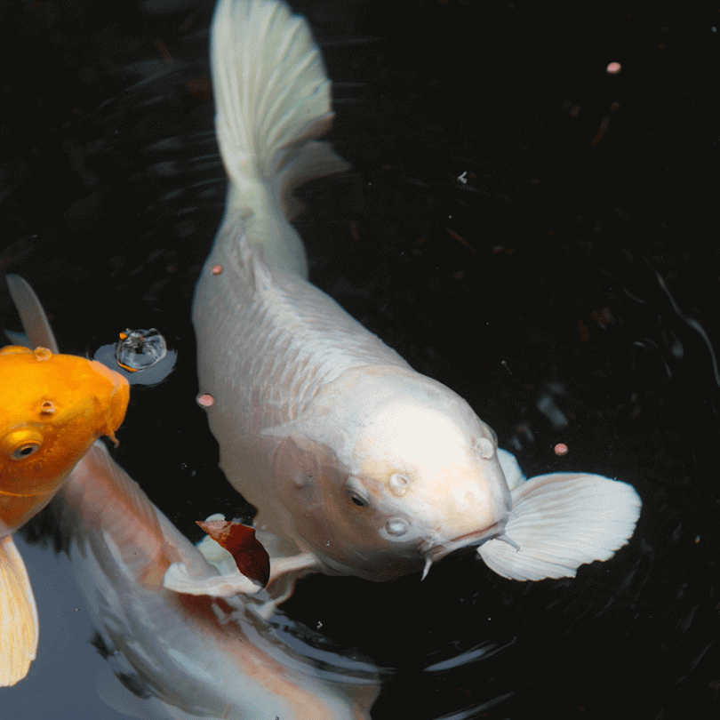 Platinum koi fish price online