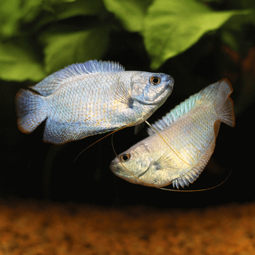 Powder Blue Dwarf Gourami Pair