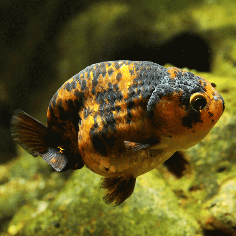 Black Ranchu Goldfish