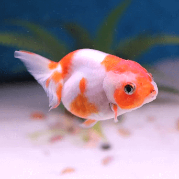 Red & White Lionhead Ranchu Goldfish Carassius Auratus