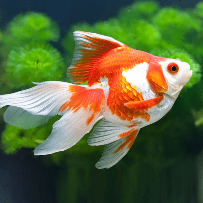 Red and White Ryukin Goldfish Carassius Auratus