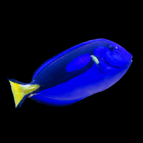 Regal Blue Tang Paracanthurus Hepatus