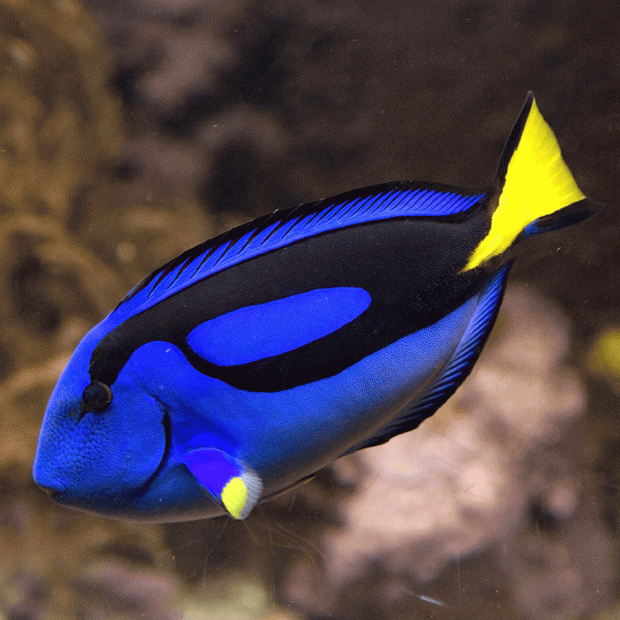 Regal Tang