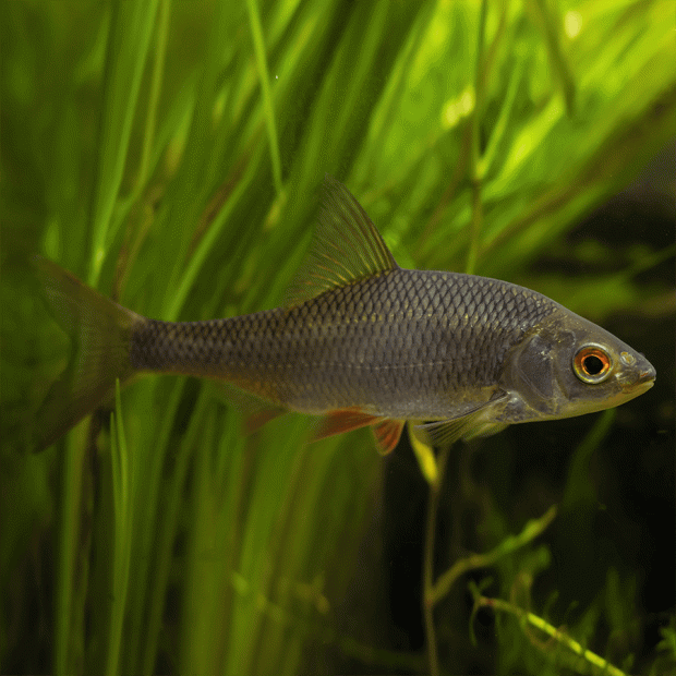 <em>Images for illustration purposes only. Exact colours, patterns, and size may vary between individuals.</em>