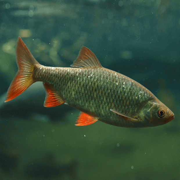 <em>Images for illustration purposes only. Exact colours, patterns, and size may vary between individuals.</em>