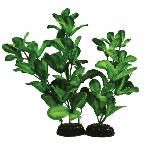 Hugo Kamishi Shinnerisa Green