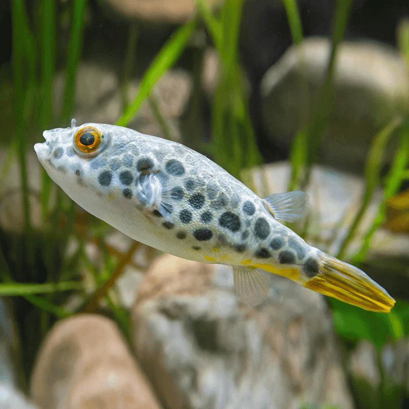 Spotted Congo Pufferfish