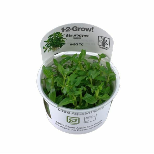 Tropica Staurogyne repens Grow Pot 1-2-Grow!
