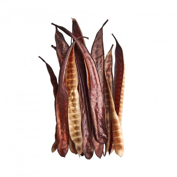 Swell Ipil Tree Pods