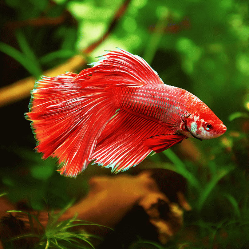 Super Delta Betta - Main Image