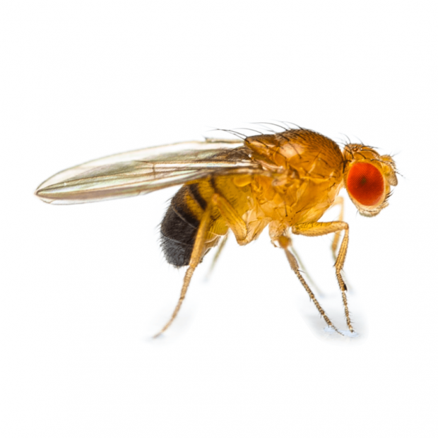 Flightless Golden Fly Culture