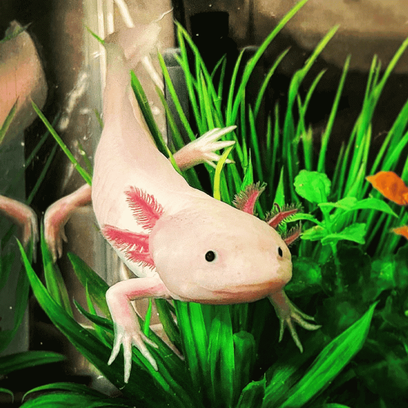 Leucistic Axolotl