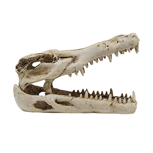 Swell Crocodile Skull