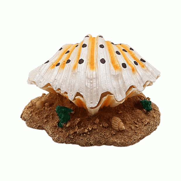 Swell Resin Clamshell