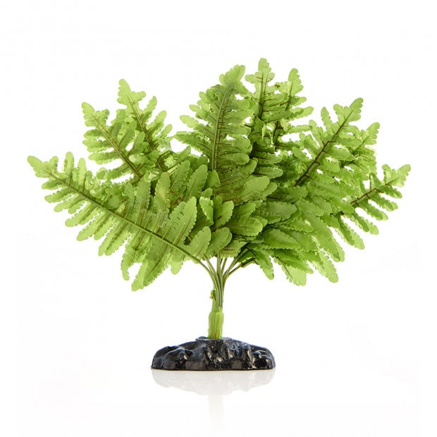 Swell Boston Fern Plant