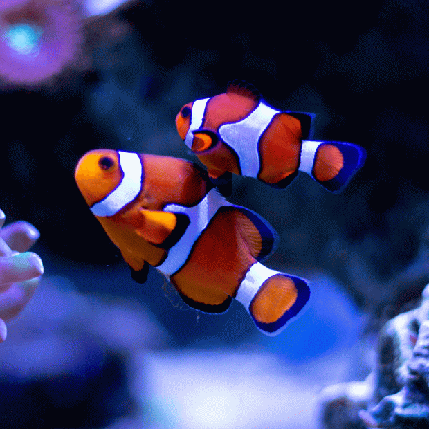 Ocellaris Clownfish