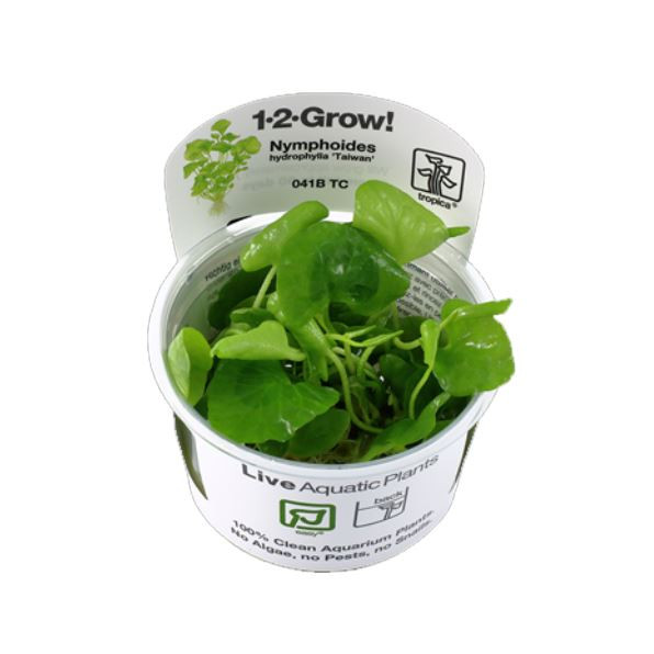 Tropica Nymphoides hydrophylla 'Taiwan' 1-2-Grow!