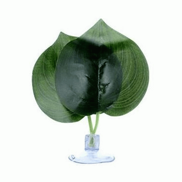 The Spider Shop Micro Plant