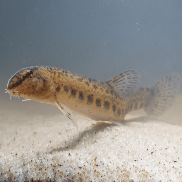 <em>Images for illustration purposes only. Exact colours, patterns, and size may vary between individuals.</em>