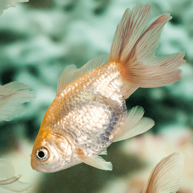 White Goldfish