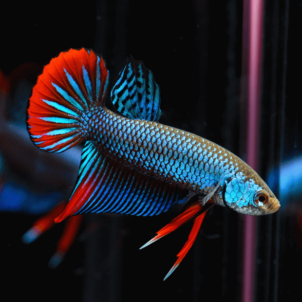 <em>Online stock may not be available for in-store collection.</em>