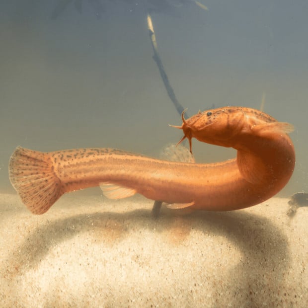 <em>Images for illustration purposes only. Exact colours, patterns, and size may vary between individuals.</em>