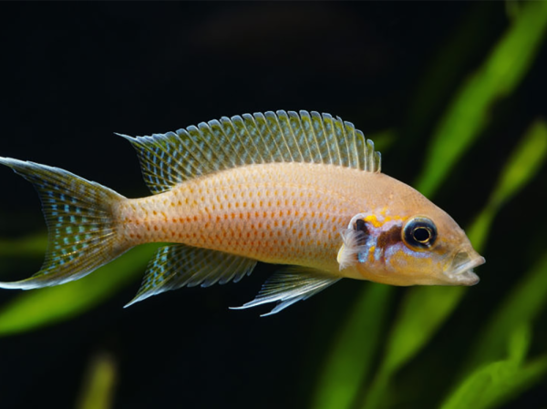 Five easy to breed cichlids