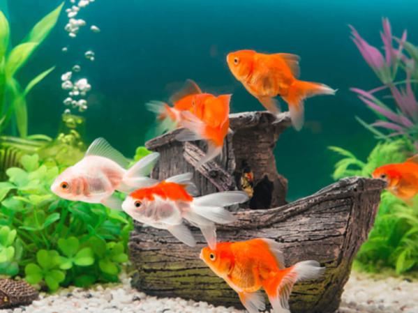 How to set up a coldwater fish tank