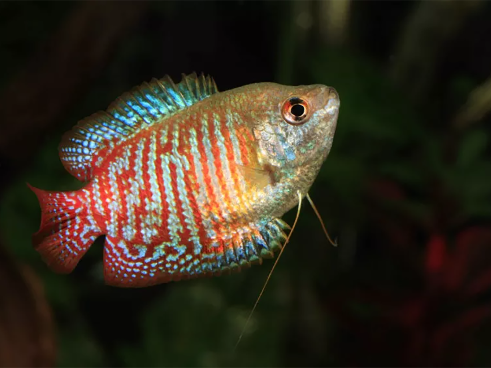 Why are my fish swimming at the top of the tank?